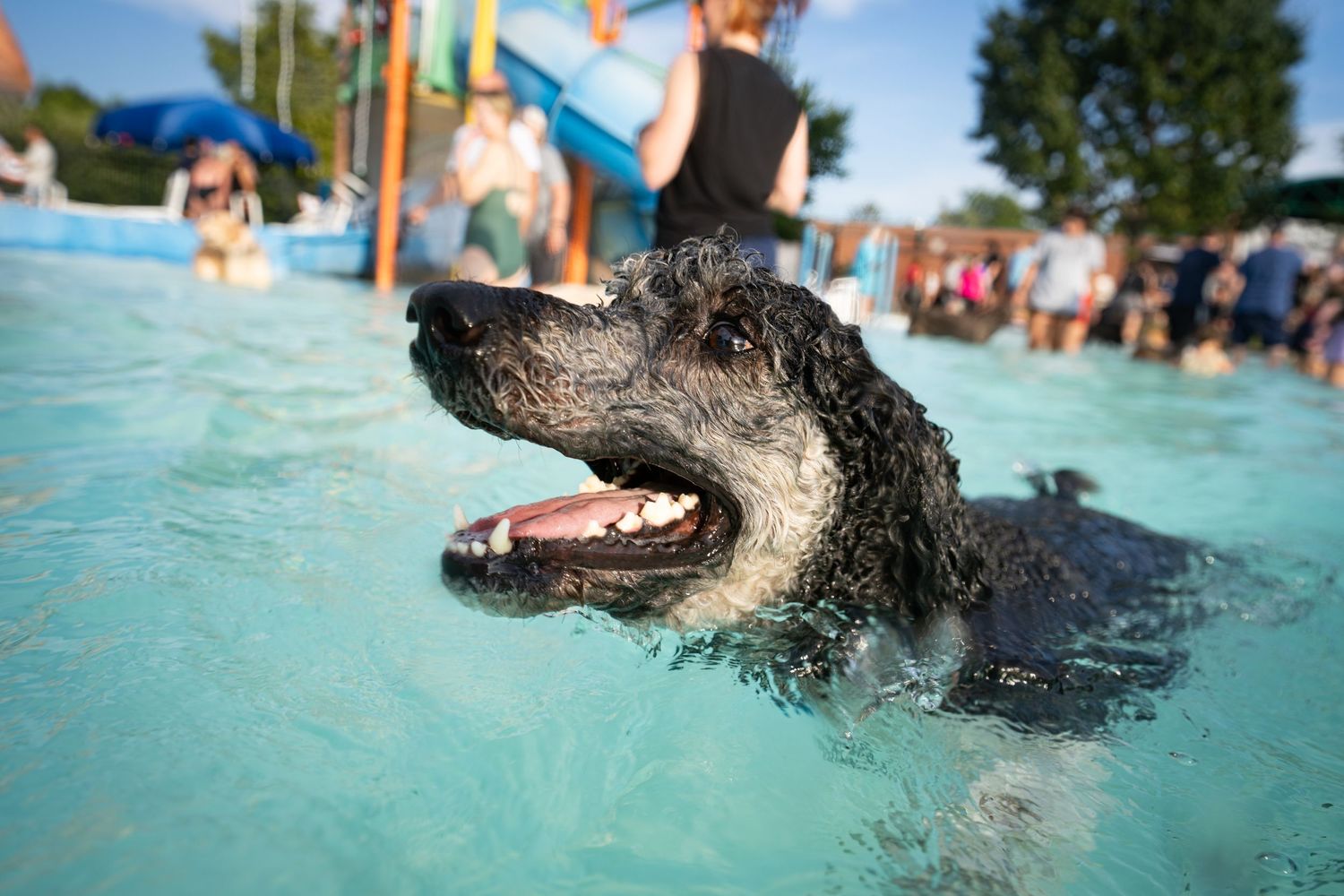 A wet black dog swimming happily in a turquoise pool at a busy outdoor dog swim event.
