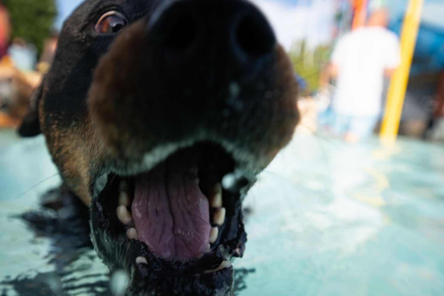Close-up of a happy wet dog with open mouth and tongue out splashing in a pool outdoors.