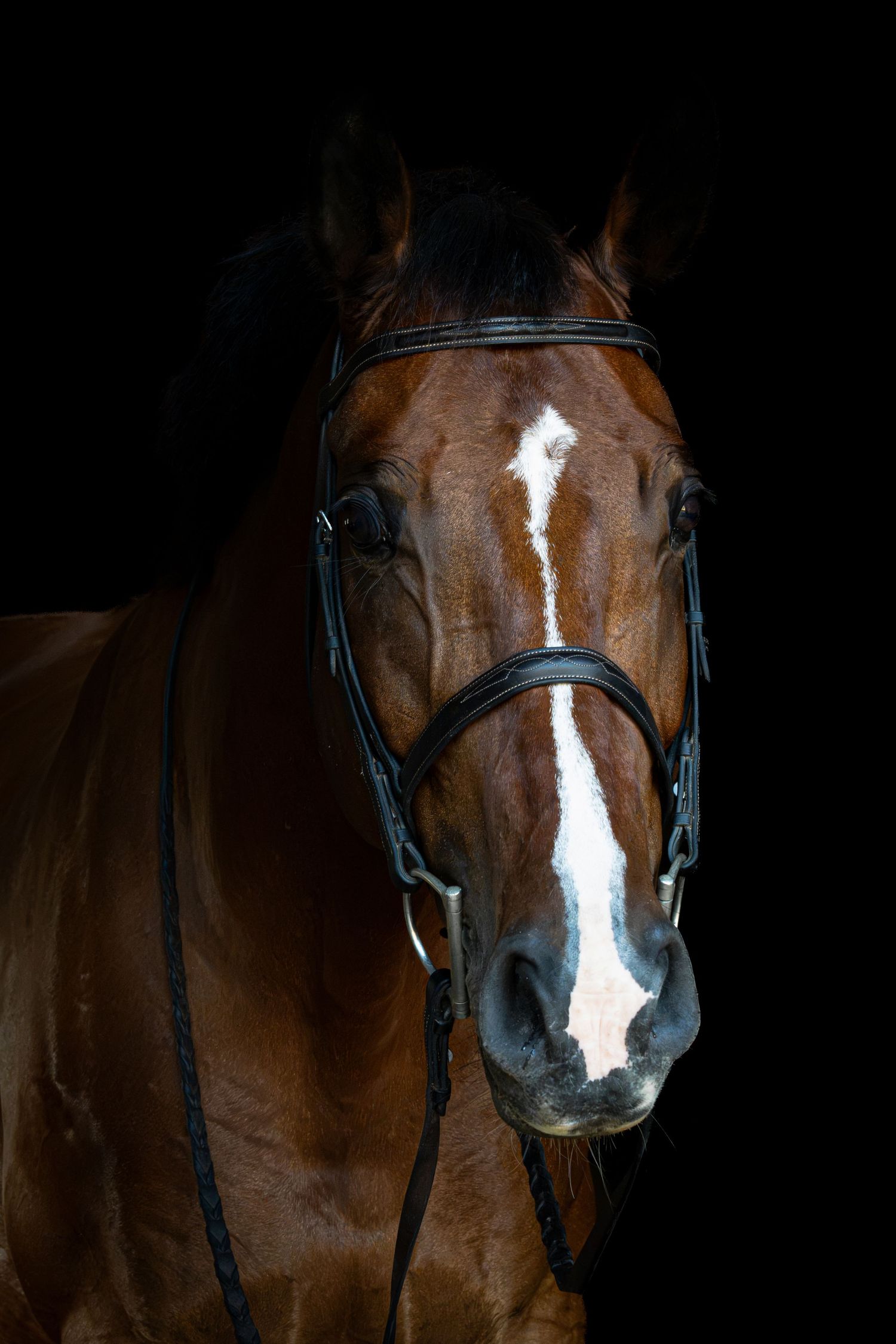 Bay horse with white blaze wearing black bridle, portrait shot against dark background.