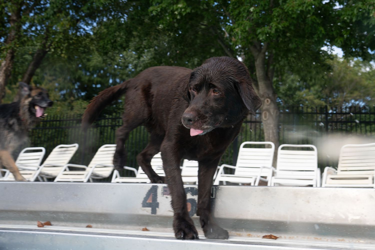 Black Labrador dog standing on pool edge with tongue out near lounge chairs.