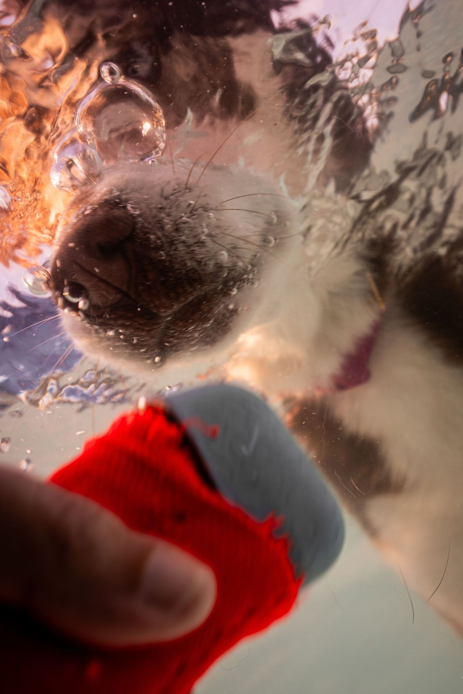 Underwater view of a dog diving to fetch a red toy from a person's hand, with bubbles surrounding its snout.