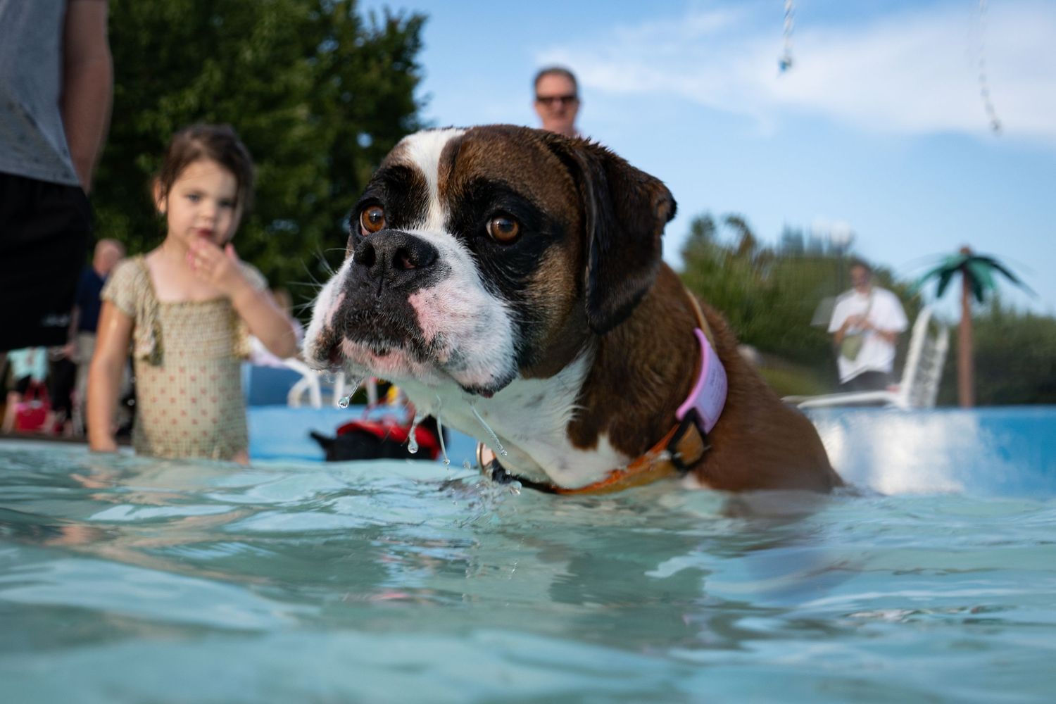 A boxer dog swimming in a pool with a young girl watching in the background at an outdoor event.