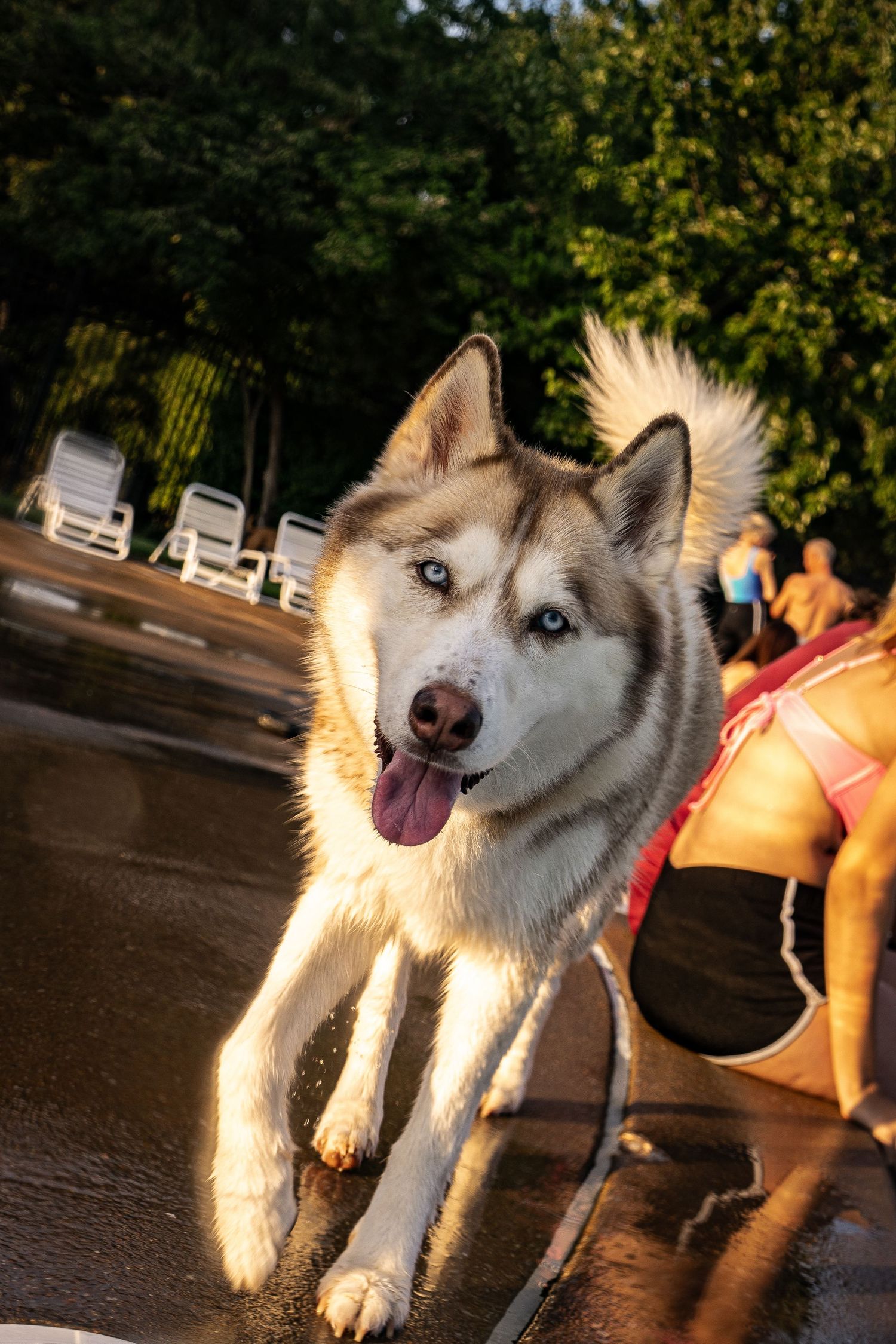 A blue-eyed Siberian Husky with tongue out stands on wet pavement near a pool in warm golden sunlight.
