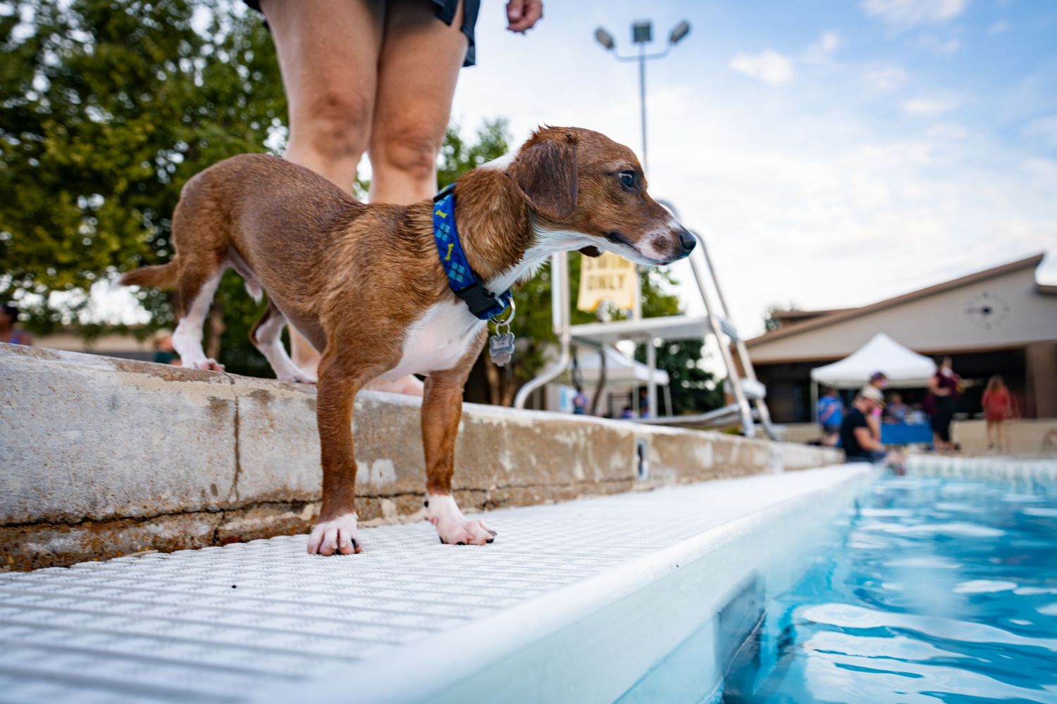 A small brindle dog in a blue harness stands at the edge of a swimming pool on a sunny day.