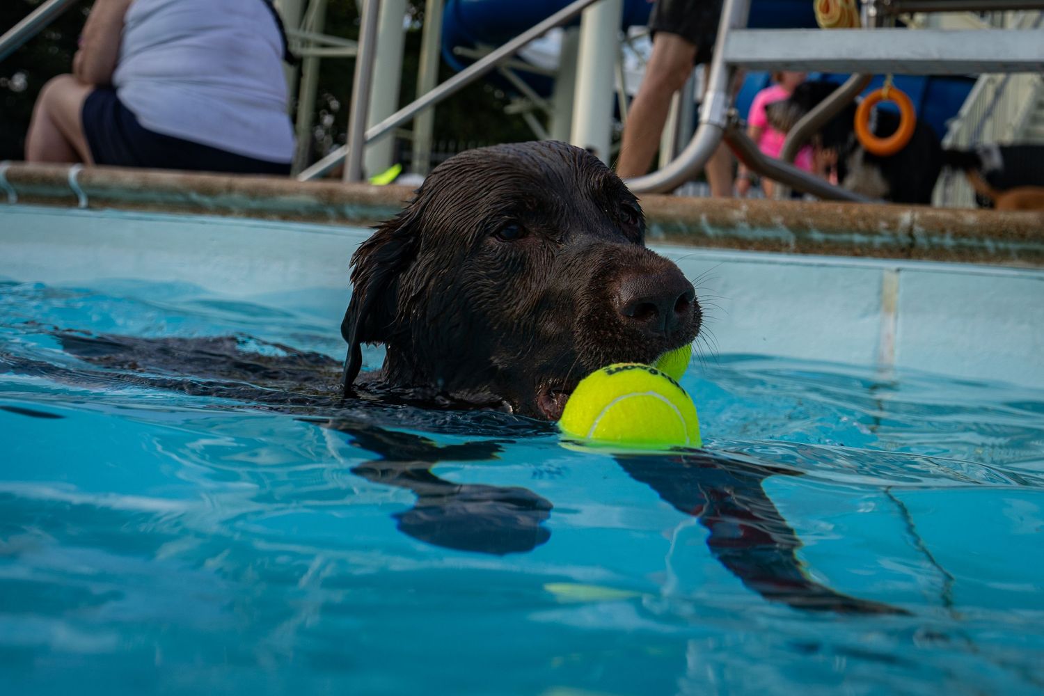 Black Labrador retriever swimming in a pool with a tennis ball in its mouth.