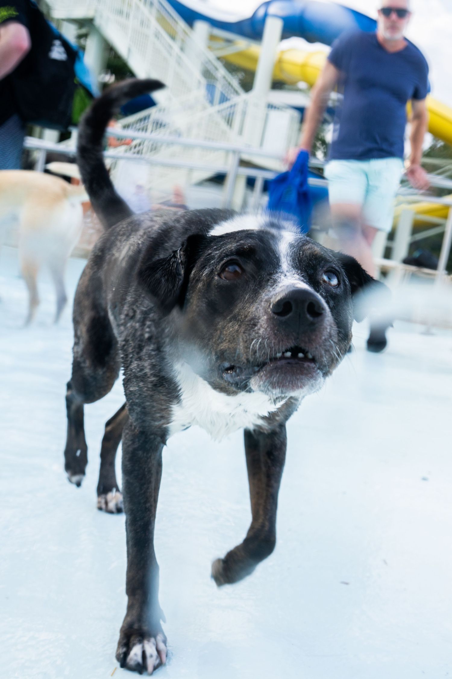 A wet black and white dog runs toward the camera at an outdoor pool event with people in the background.