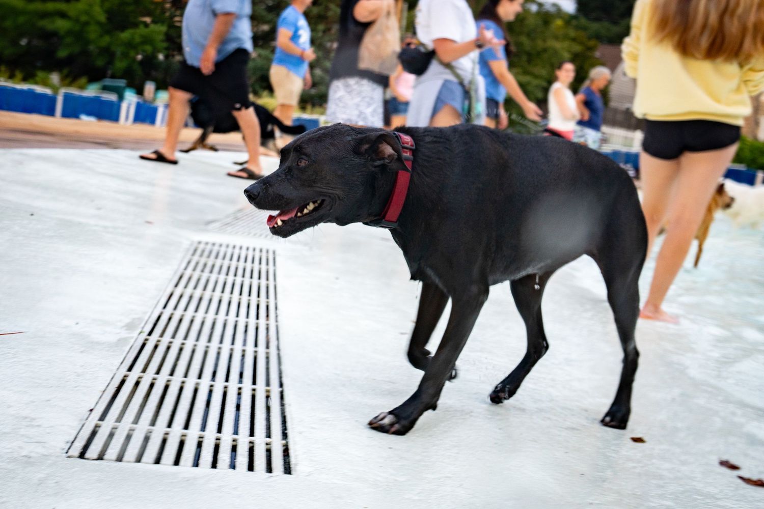 A black Labrador dog with a red collar stands near a drain at an outdoor public space with people in the background.