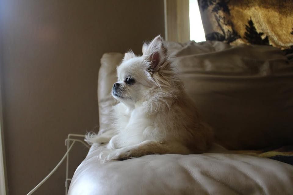 Fluffy white Chihuahua with blue eyes resting on a cream pillow near a sunlit window.