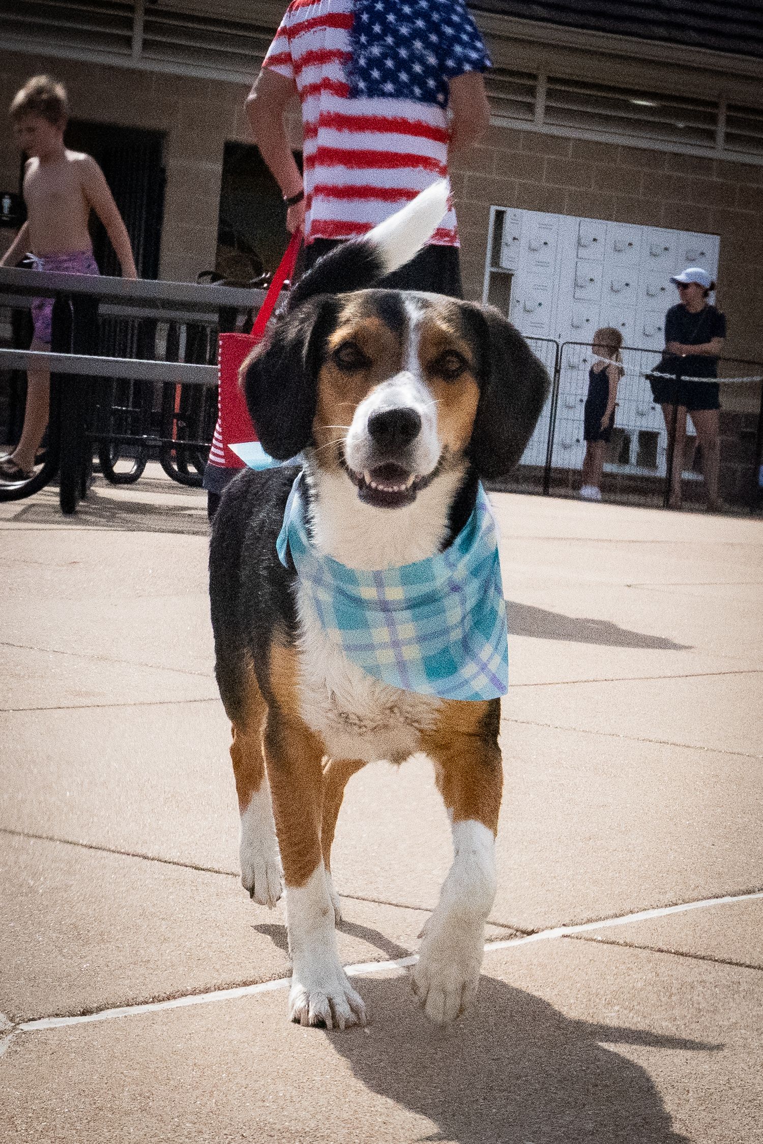 Friendly Beagle dog wearing blue plaid bandana standing on pavement at outdoor event with crowd.