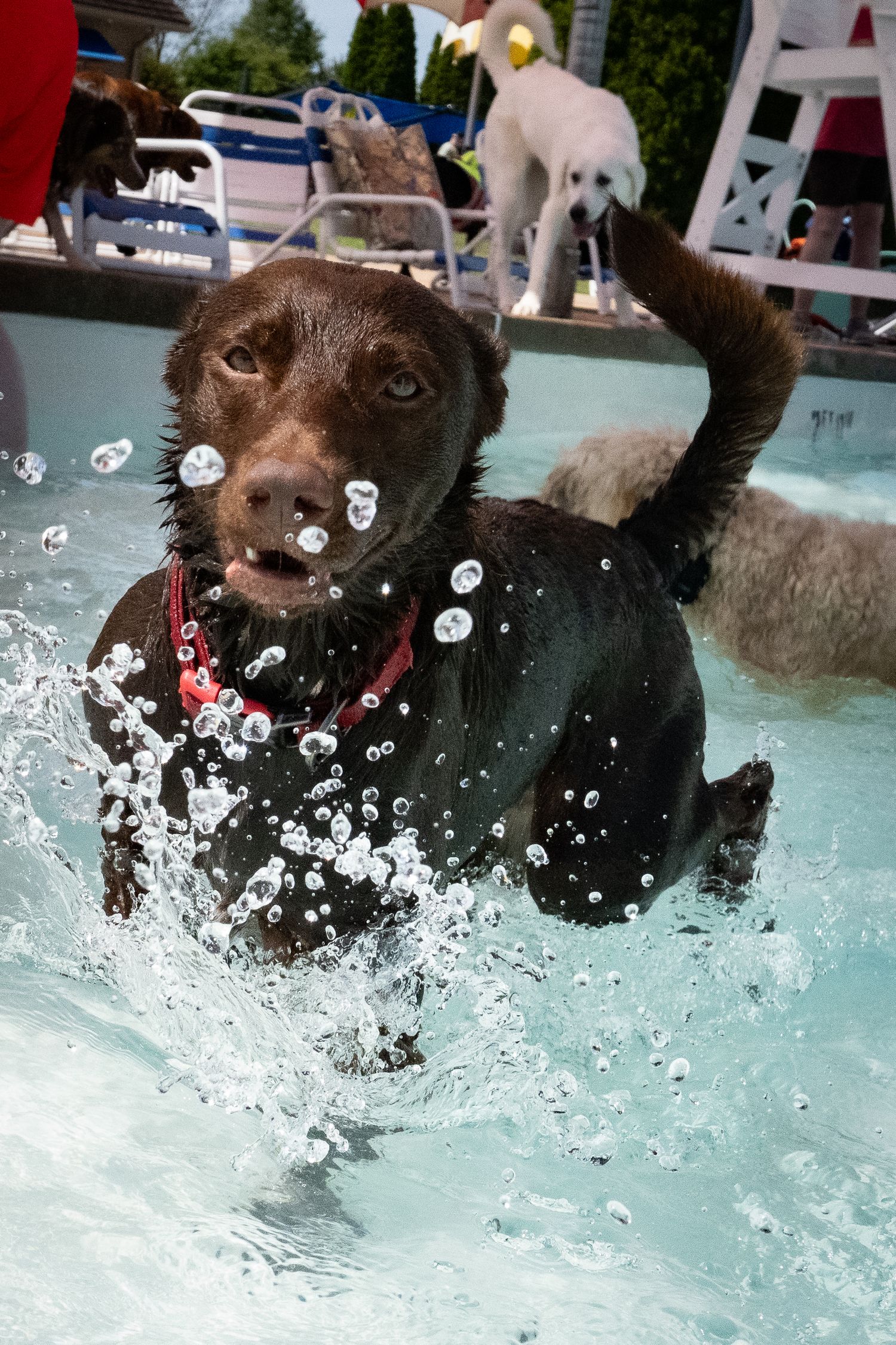 A wet chocolate Labrador splashing energetically through a pool wearing a red collar.