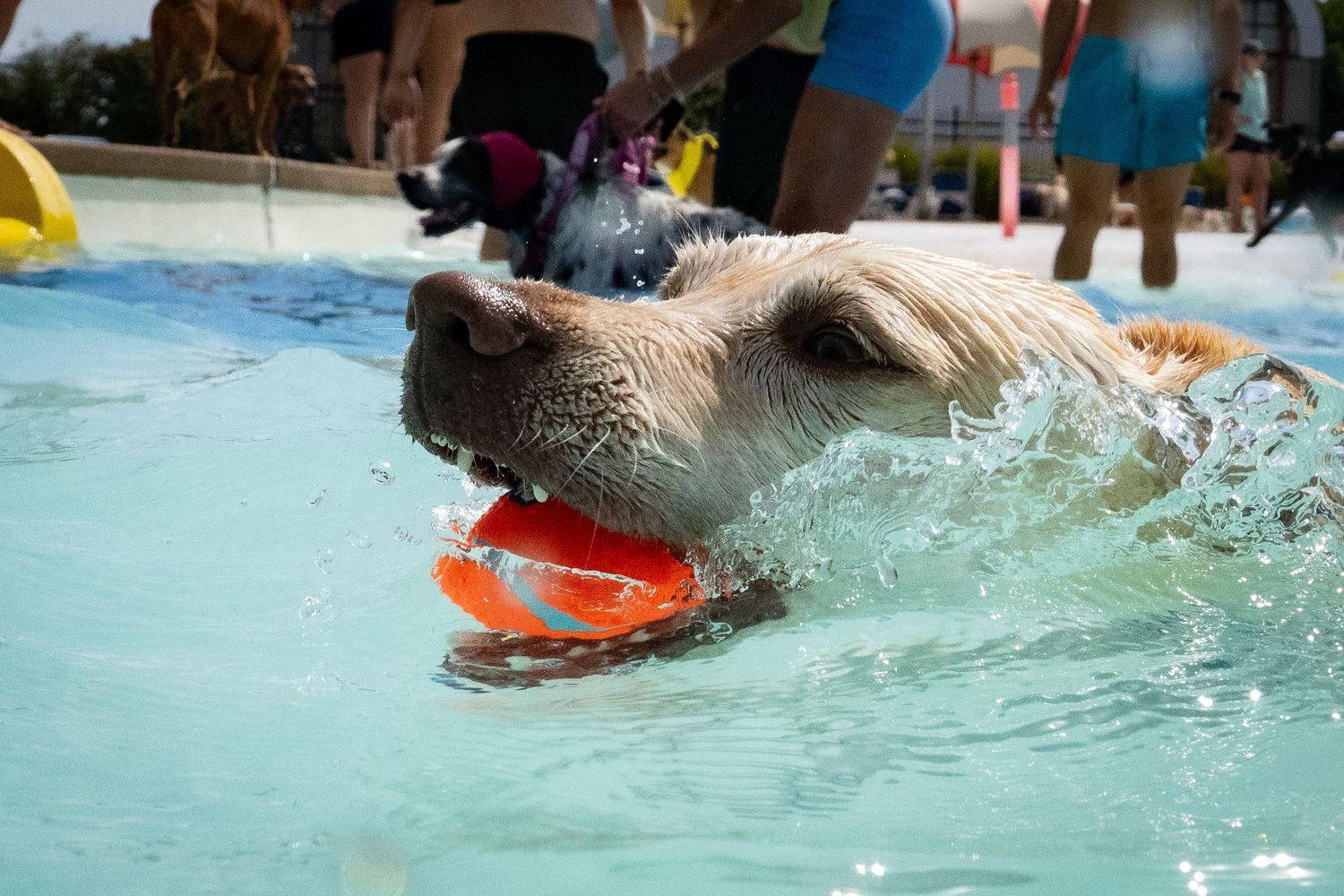 A golden dog retrieves an orange frisbee while swimming in a clear blue outdoor pool.