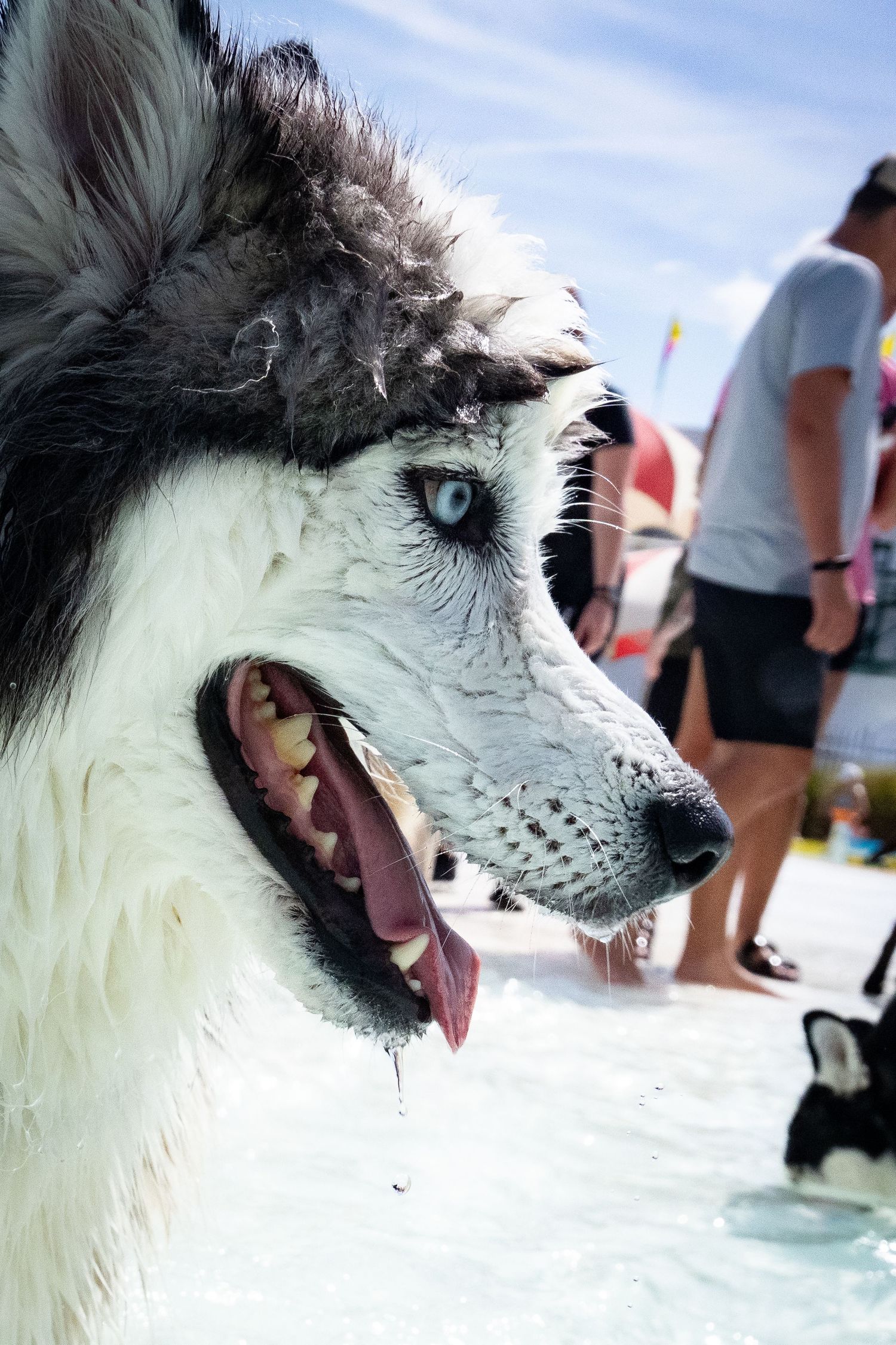 Close-up of a wet Siberian Husky with striking blue eyes and tongue out in a pool.