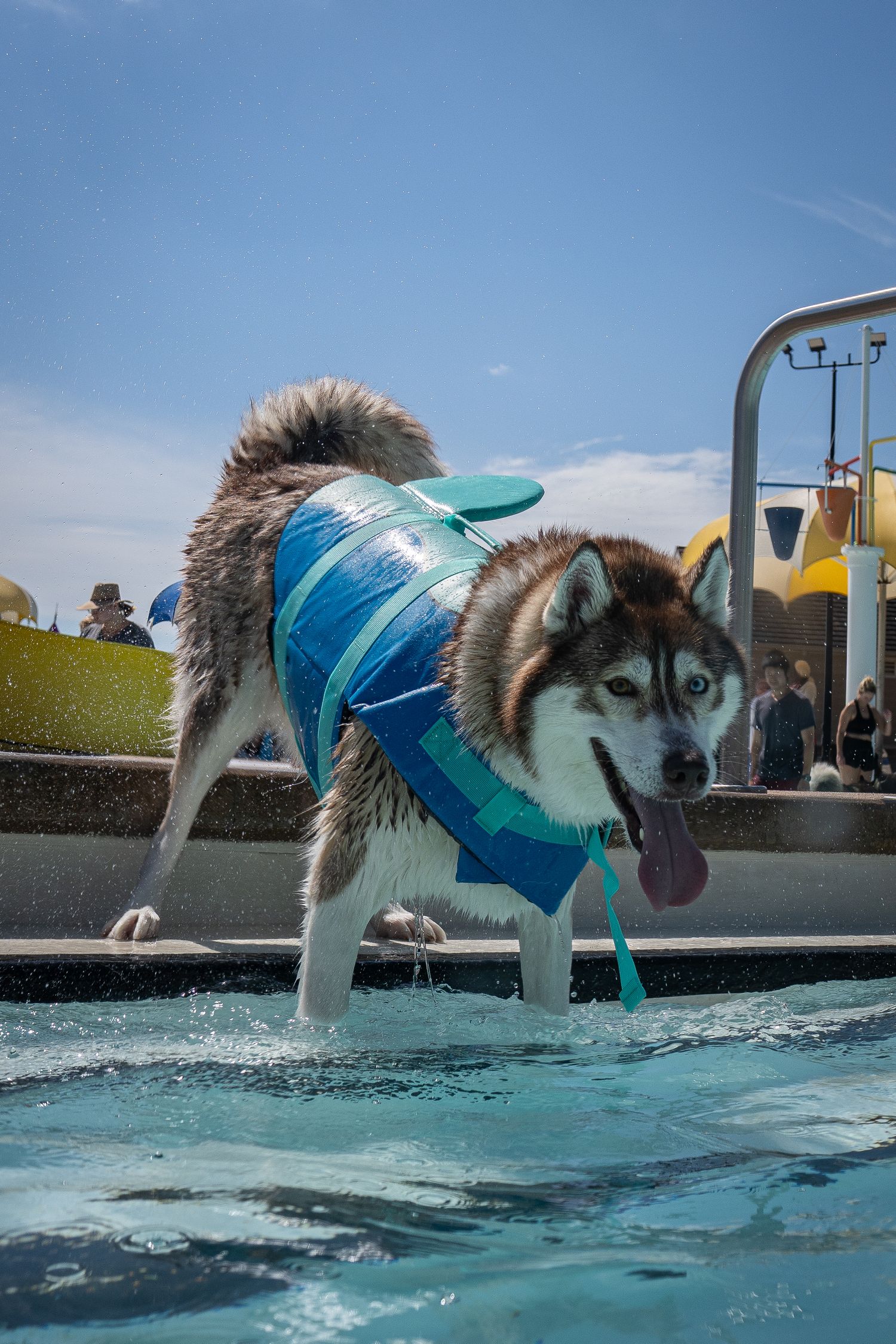A Siberian Husky wearing a blue life vest stands at the edge of a swimming pool on a sunny day.