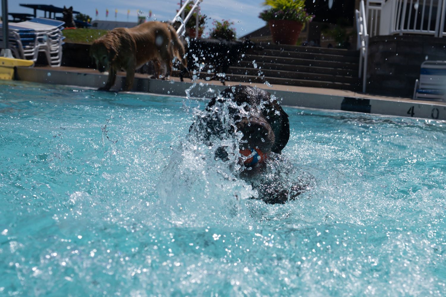 A dog leaps into a sparkling blue pool while another dog watches from the poolside on a sunny day.