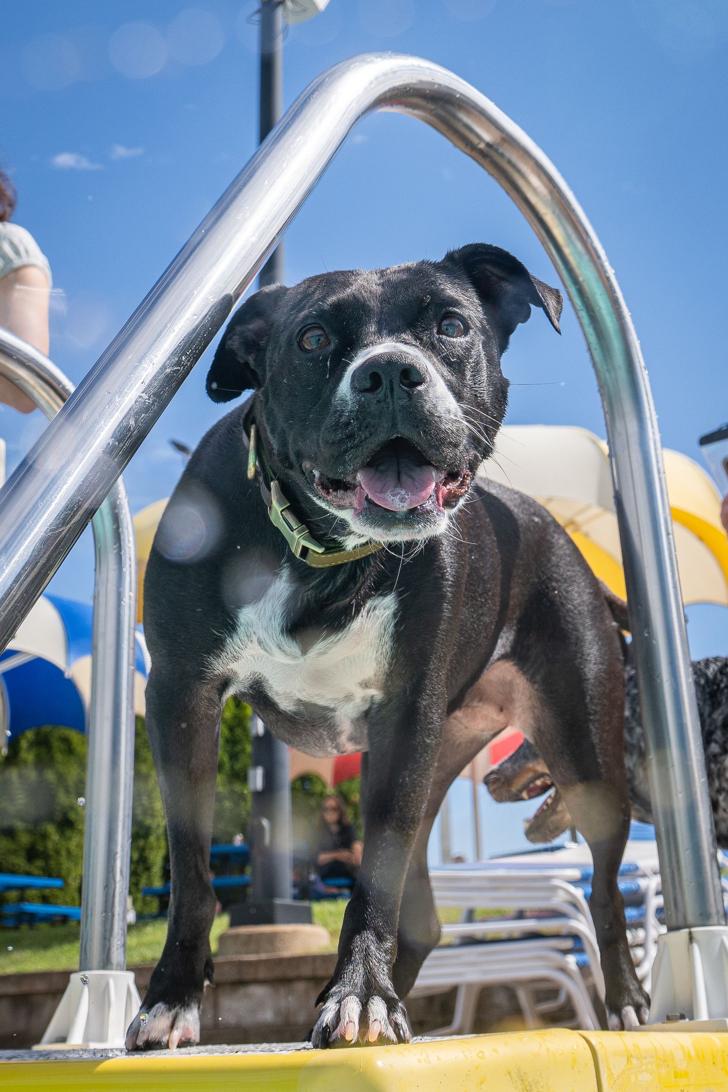 A black and white Staffordshire Bull Terrier stands on pool steps near metal railings outdoors.