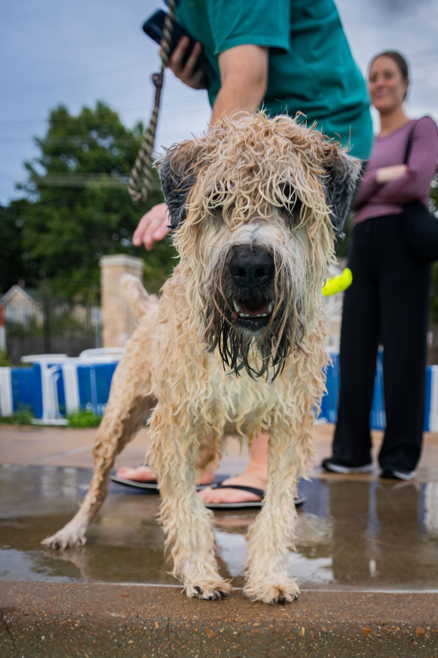 Wet shaggy dog standing on pavement after bath, held by leash with people in background.