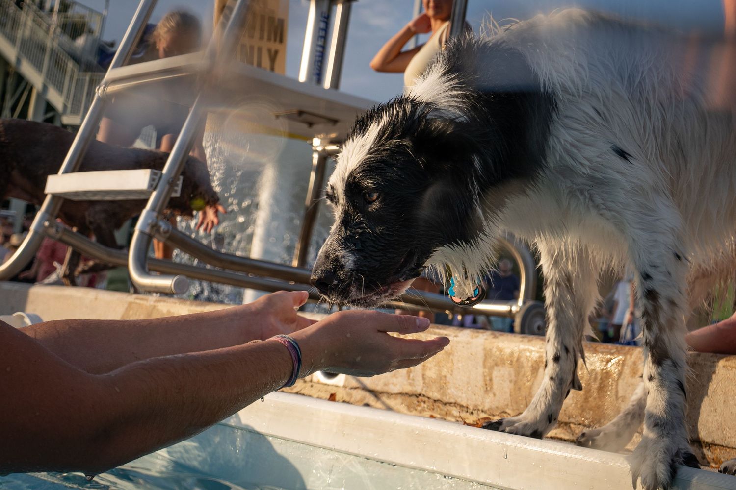 A black and white dog being fed by hand near a boat dock in warm sunlight.