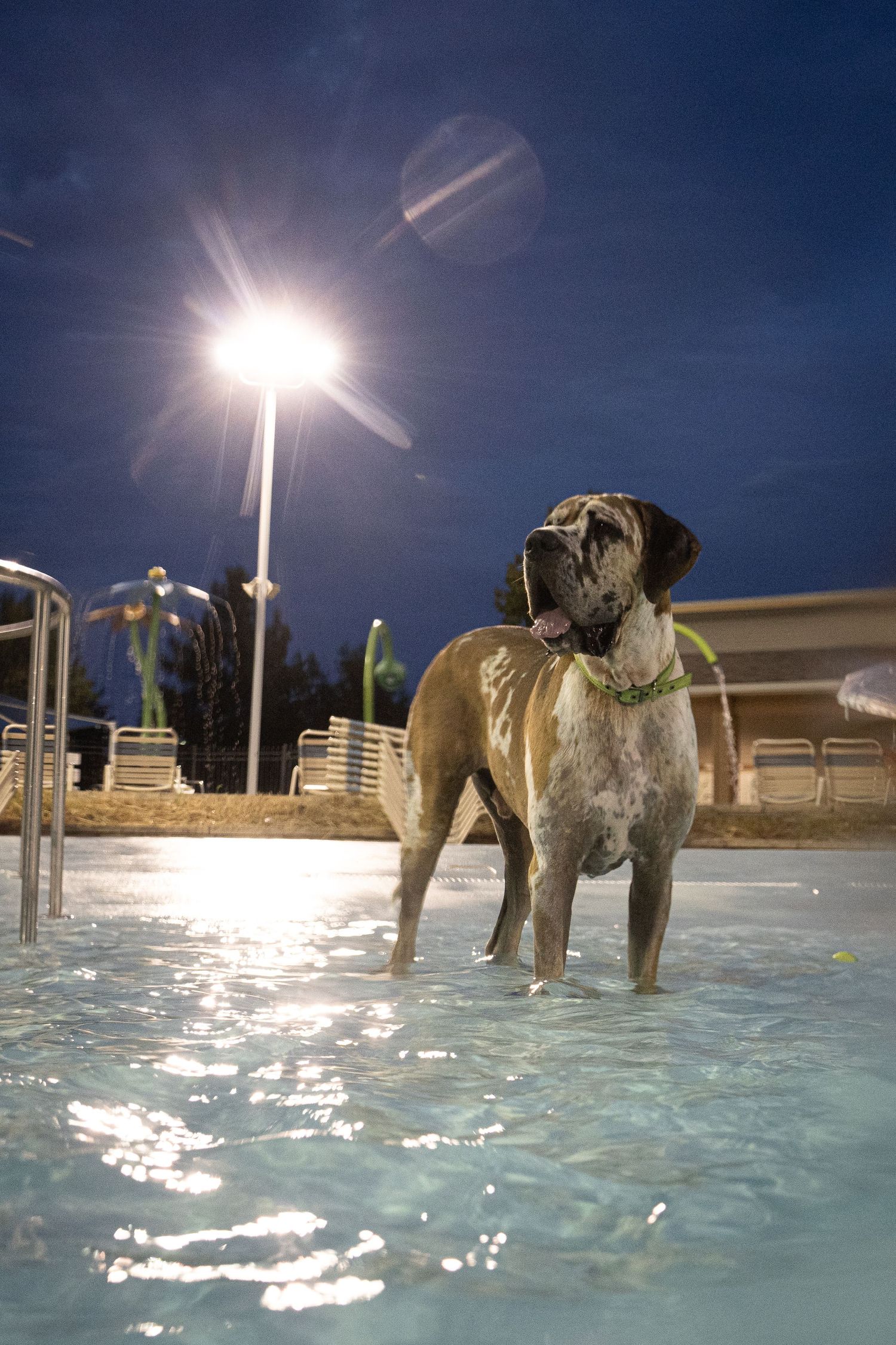 A large Boxer dog stands in a pool at night, illuminated by a bright outdoor light, tongue out and wearing a green collar.