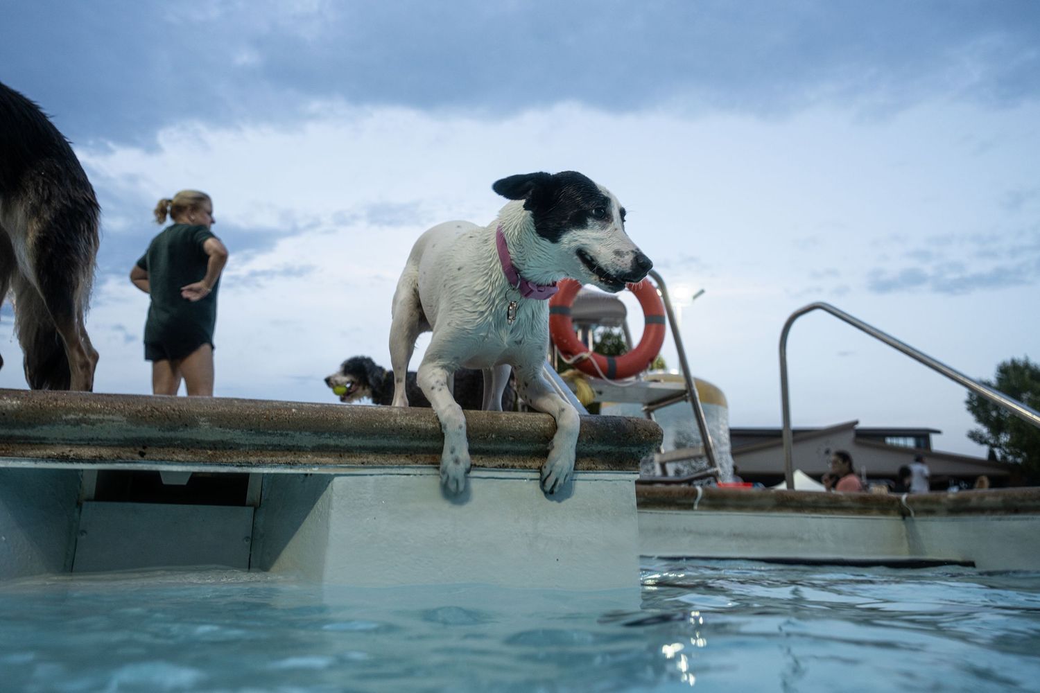 A black and white dog leaps into a swimming pool carrying a ring toy while people watch in the background.