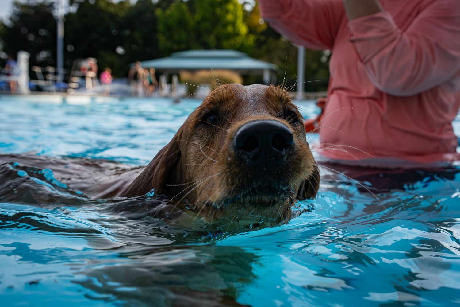 A golden retriever dog swimming in a blue pool with a person in a pink shirt nearby.