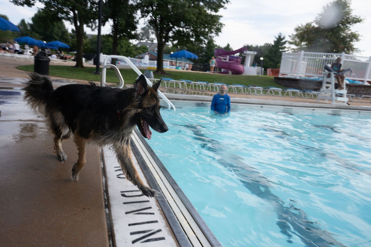 A German Shepherd dog stands at the edge of a outdoor public swimming pool on a cloudy day.