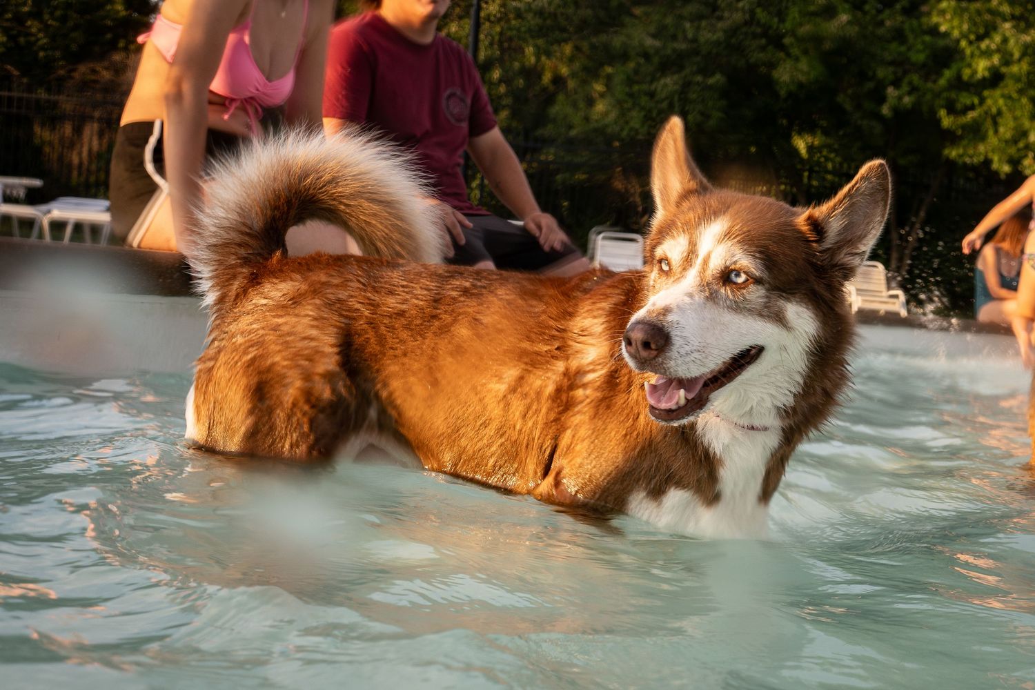 A happy brown and white Husky dog wading in a swimming pool on a sunny day.