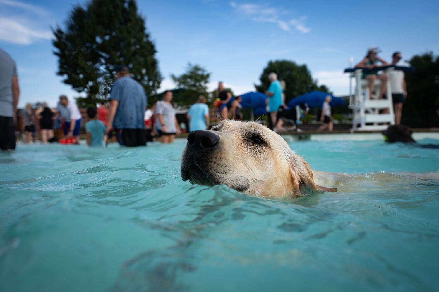A yellow Labrador retriever swimming in a pool with people gathered in the background on a sunny day.