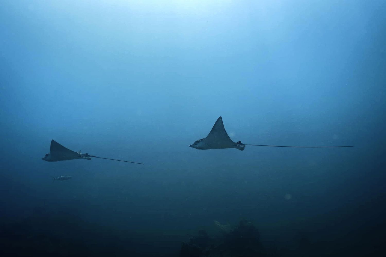 Two spotted eagle rays gliding gracefully through deep blue ocean waters in a stunning underwater photography shot.