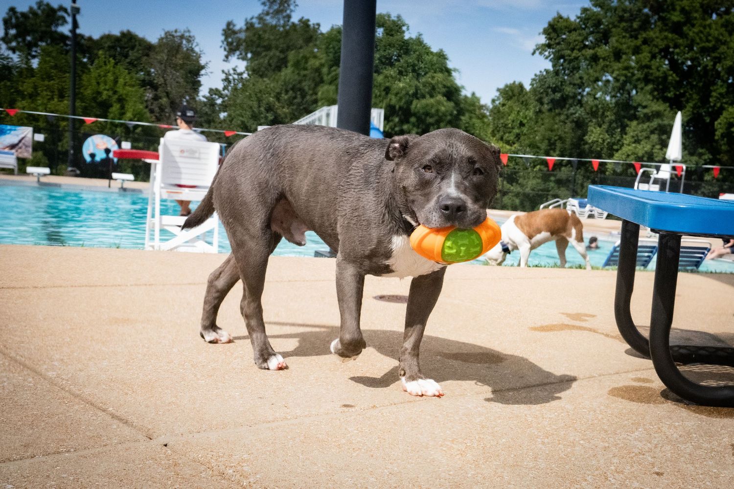 Gray Pitbull carries orange toy in mouth beside a swimming pool on sunny day.