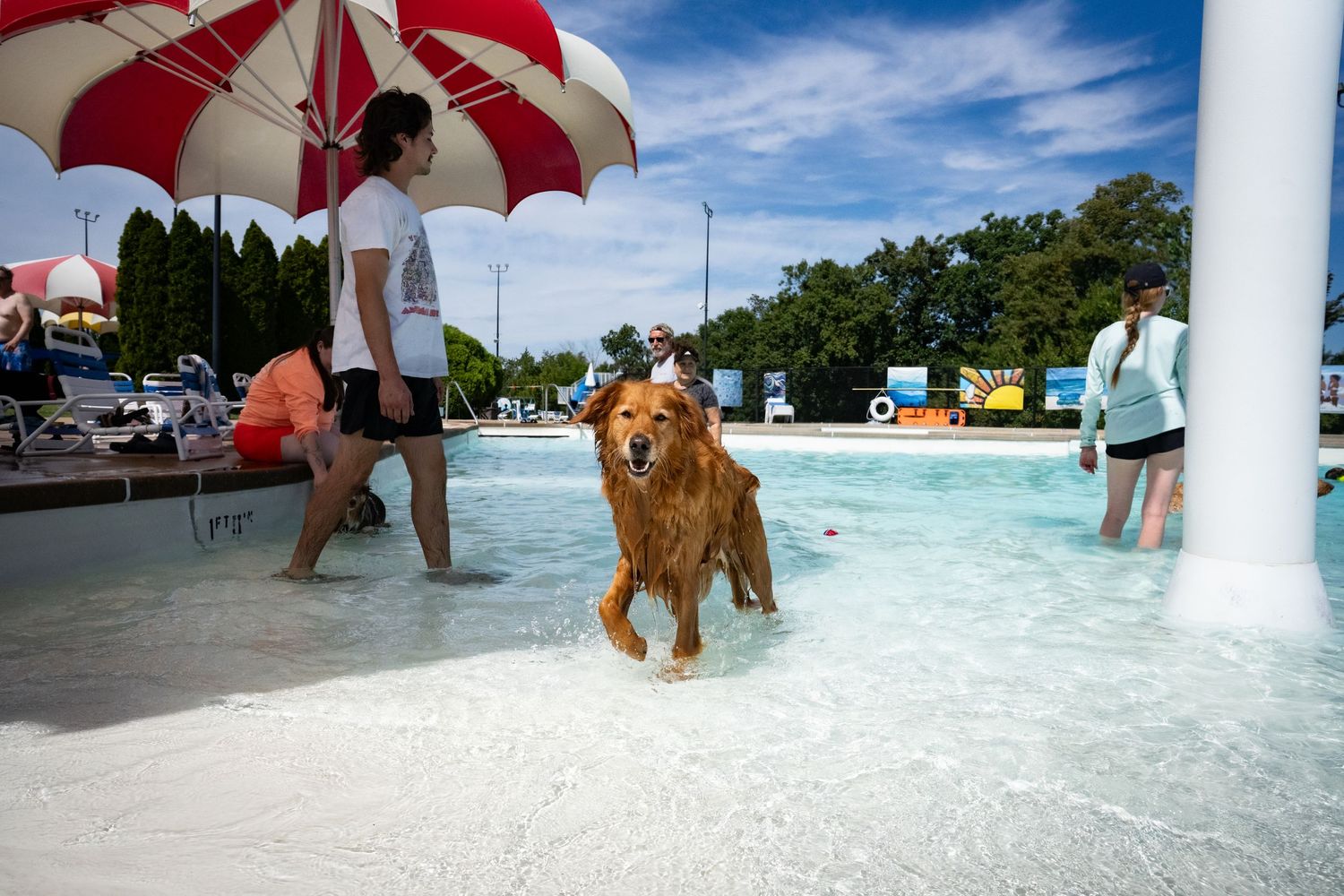 A wet Golden Retriever runs through a shallow wading pool area while people stand nearby under an umbrella.