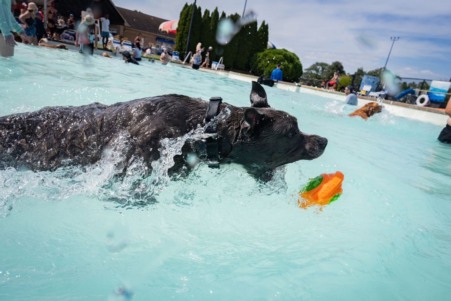 A black Labrador retriever swimming in a pool chasing an orange toy on a sunny day.
