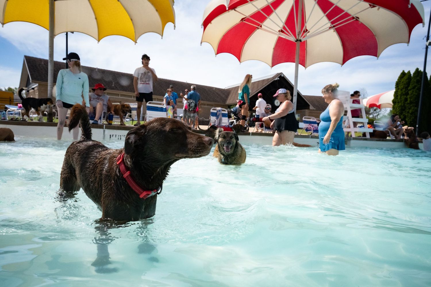 A brown dog wearing a red collar wades in a pool with people and colorful umbrellas nearby.