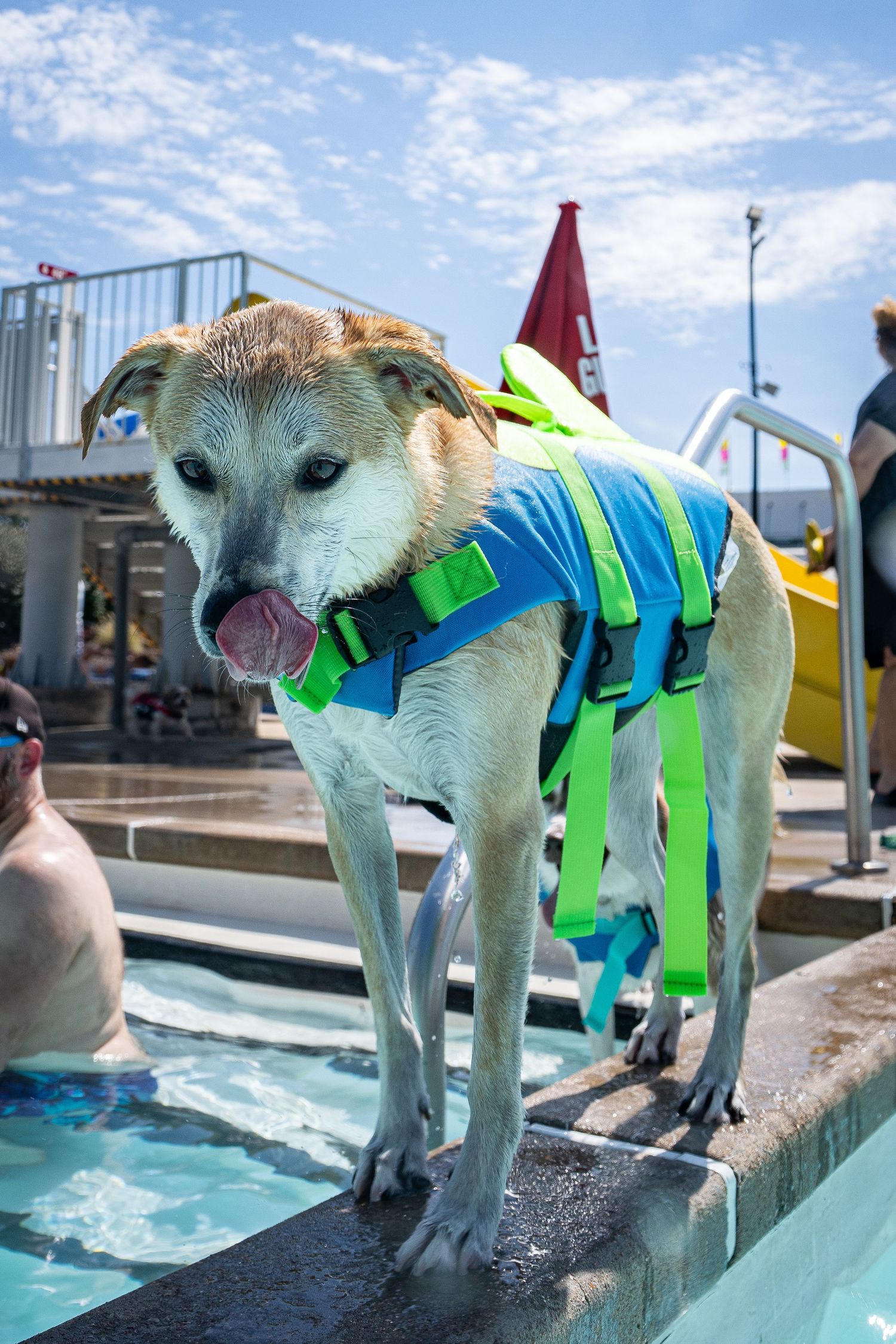 Wet dog wearing a blue and green life jacket standing at the edge of a pool on a sunny day.
