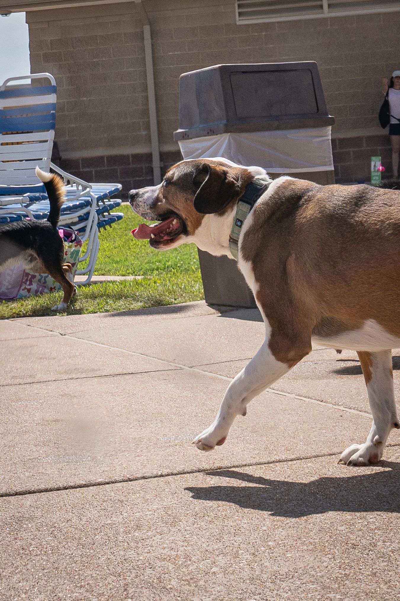 Large tricolor dog running with mouth open on a concrete pool deck while a smaller dog follows.