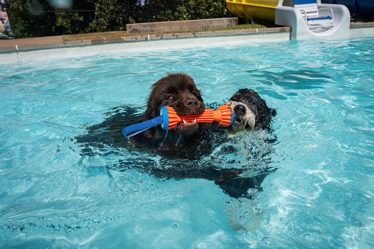 Two dogs swim together in a pool sharing an orange and blue toy fetch stick.