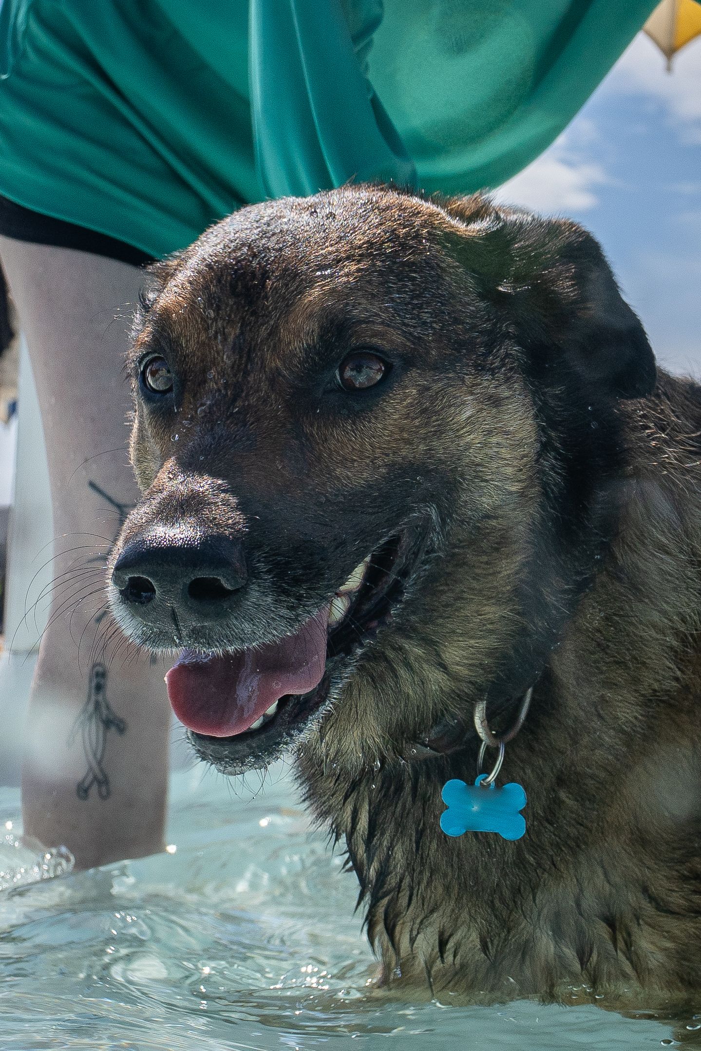 Wet brown dog with blue bone ID tag standing in a pool, tongue out, next to a person with a tattoo.
