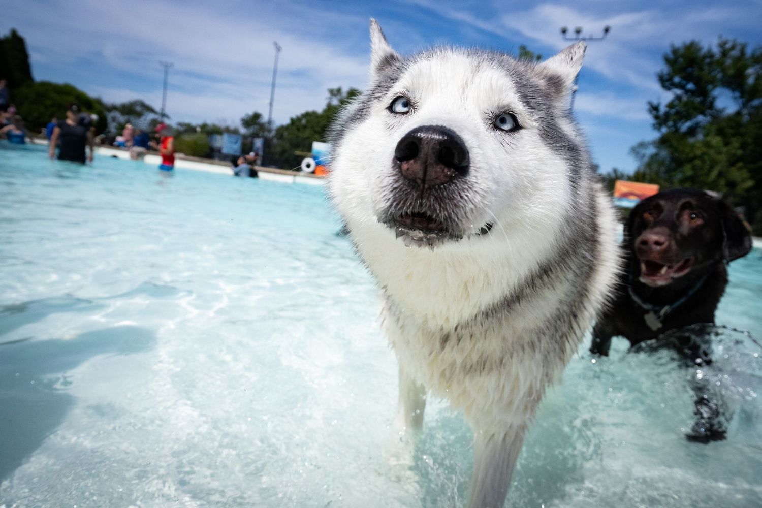 A Siberian Husky with blue eyes stands in a shallow pool with another dog behind it.
