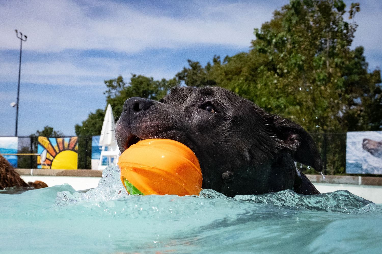 Black Labrador dog swimming in a pool while holding an orange ball in its mouth on a sunny day.
