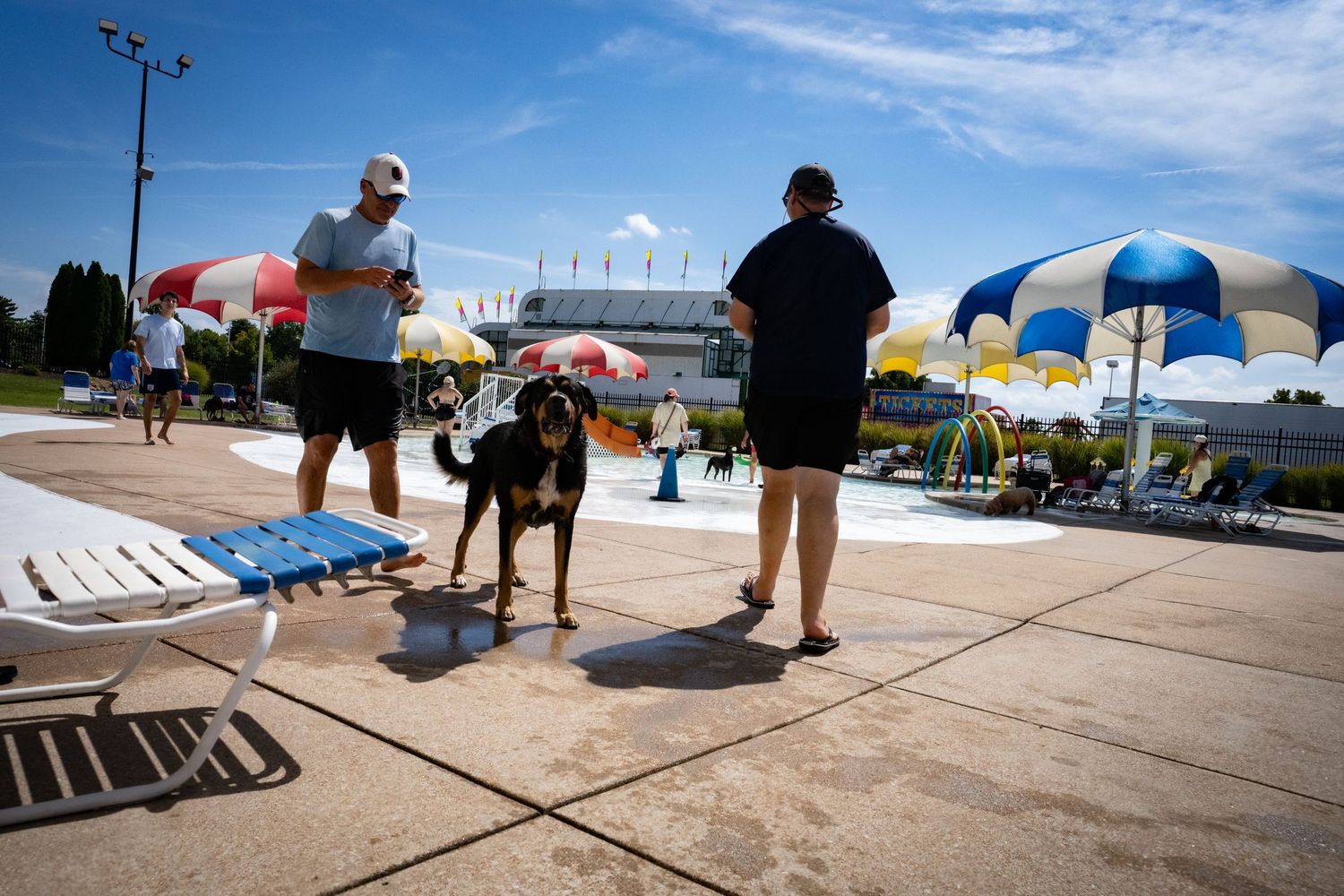 A dog stands by a pool with two people and colorful umbrellas on a sunny day.