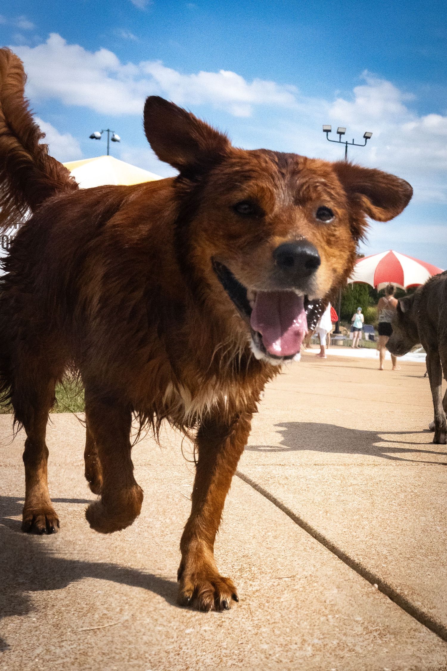 A wet brown dog runs with mouth open at an outdoor dog park on a sunny day.