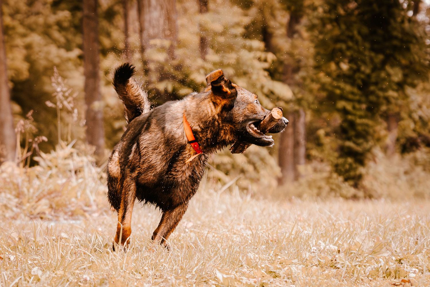 A wet German Shepherd wearing an orange collar runs playfully through a dry grassy field.