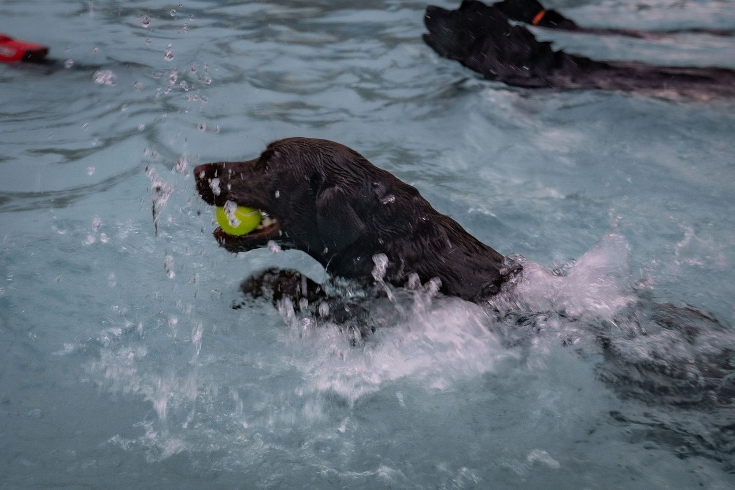 Black Labrador retriever swimming in a pool with a tennis ball in its mouth, water splashing around.