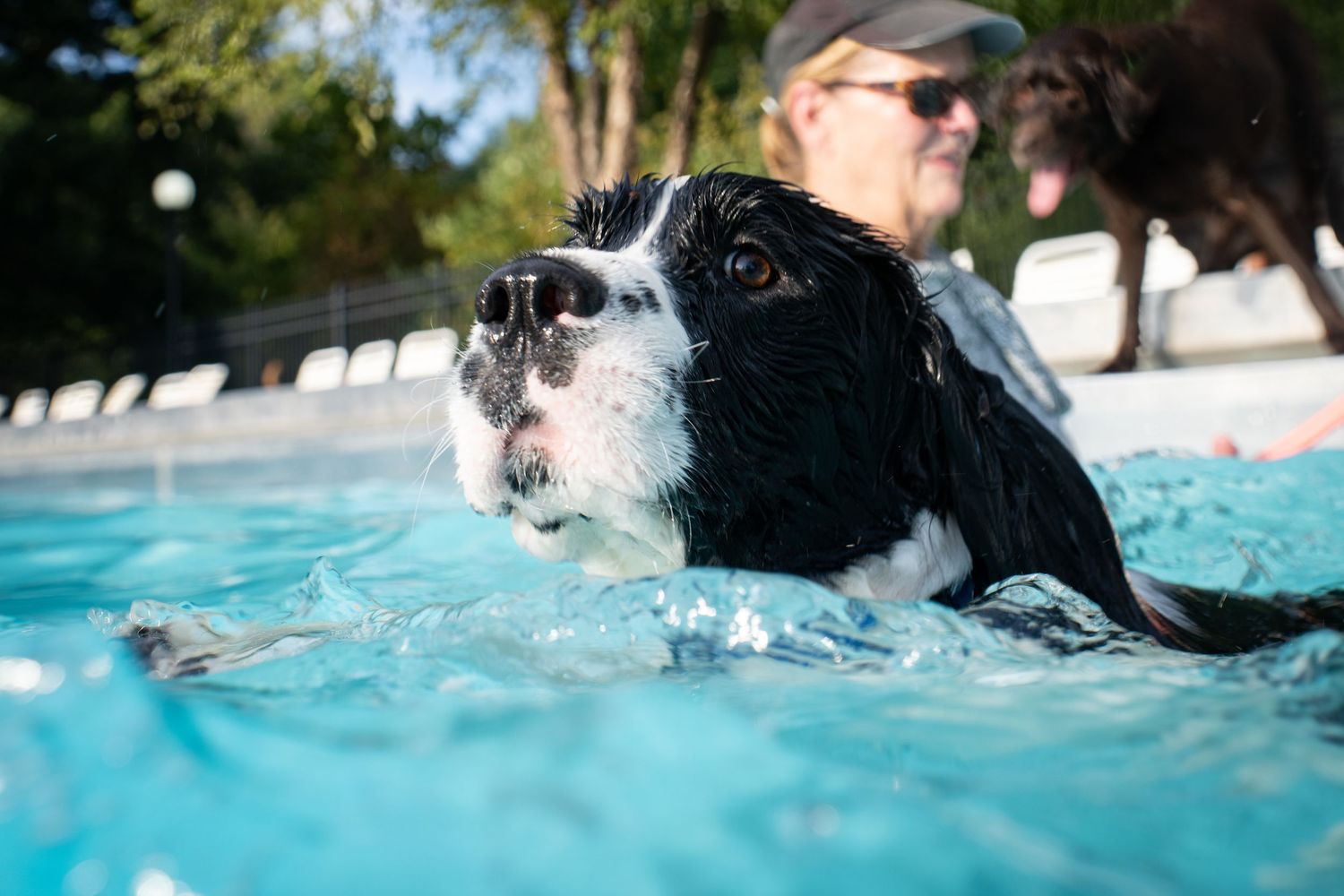 A wet black and white Springer Spaniel dog swimming in a blue pool with a person visible in the background.
