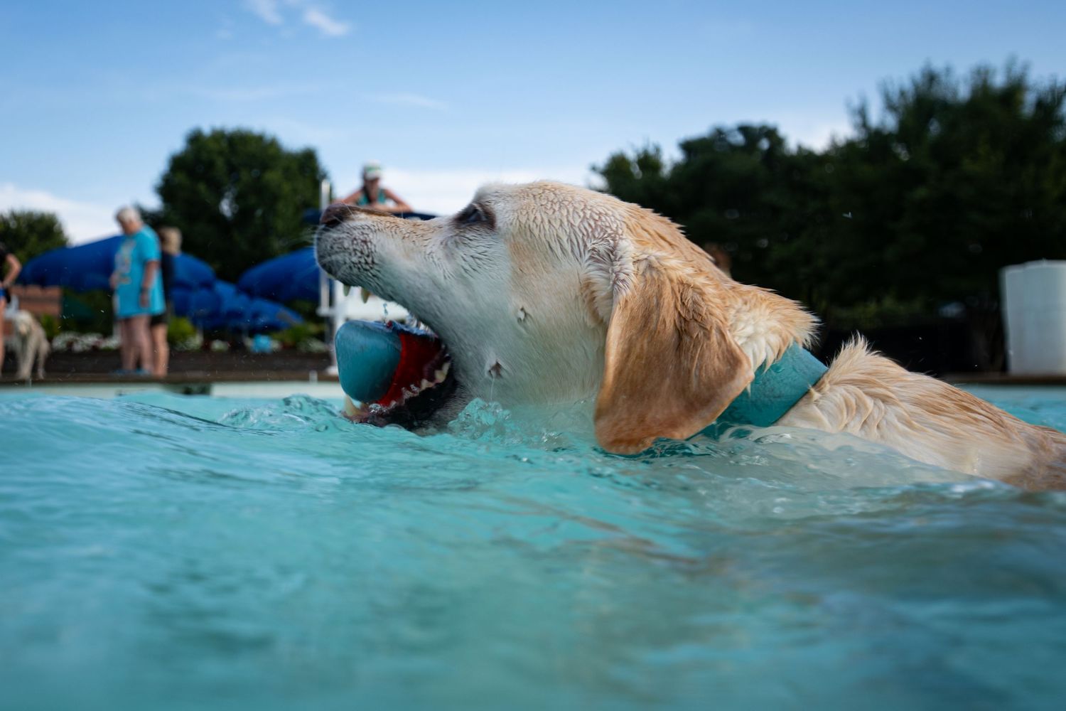 Golden retriever swimming in a pool with a blue ball in its mouth on a sunny day.