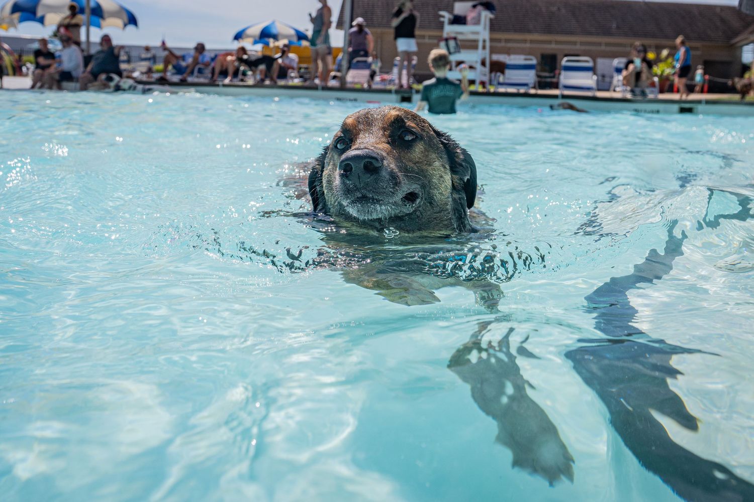 A dog swimming underwater in a clear blue pool, captured in a close-up action shot.