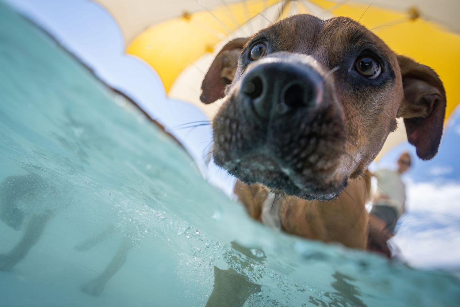 Close-up of a brown and white dog peering over the edge of a pool with a yellow umbrella behind.