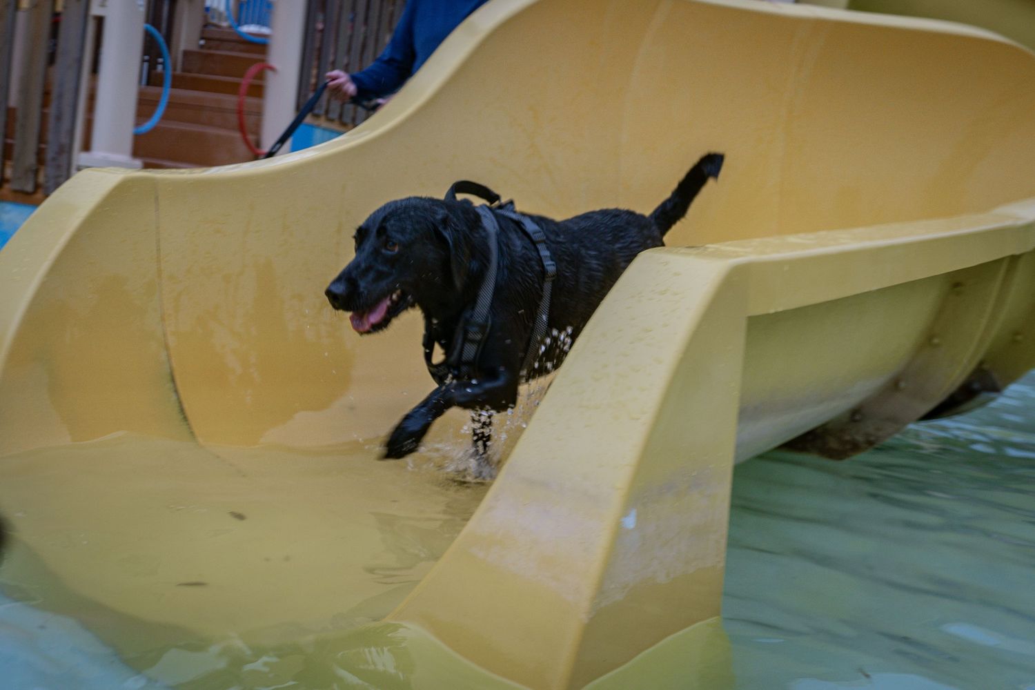 A wet black Labrador dog wearing a harness runs down a yellow water slide at an indoor water park.