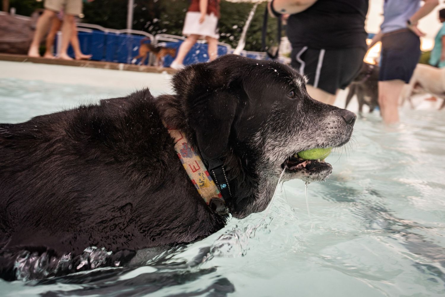 Black dog swimming in a pool with a tennis ball in its mouth, wearing a red collar.