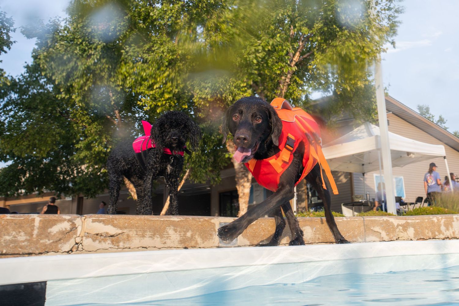 Two black Labrador dogs wearing colorful life jackets stand at the edge of a swimming pool outdoors.