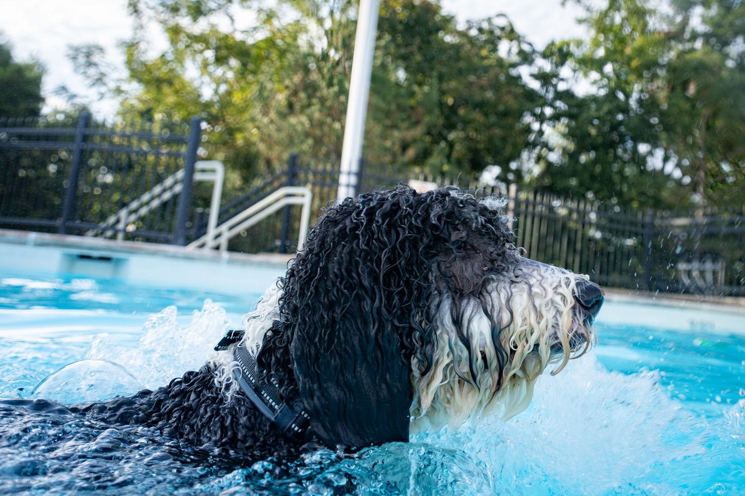 Wet black and white dog swimming in a blue outdoor pool with trees and pool steps in the background.